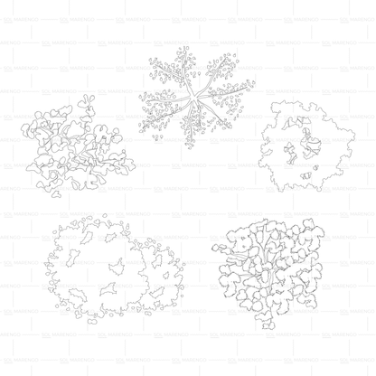 Vegetación en planta y alzado | CAD & Vector